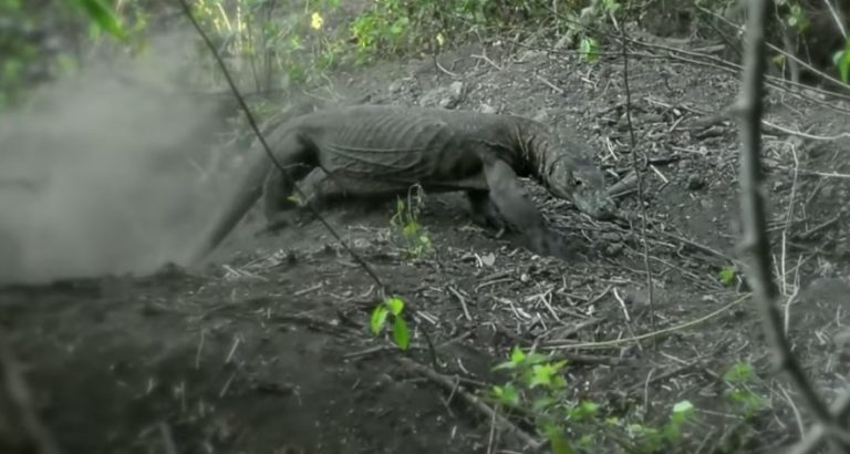Komodo