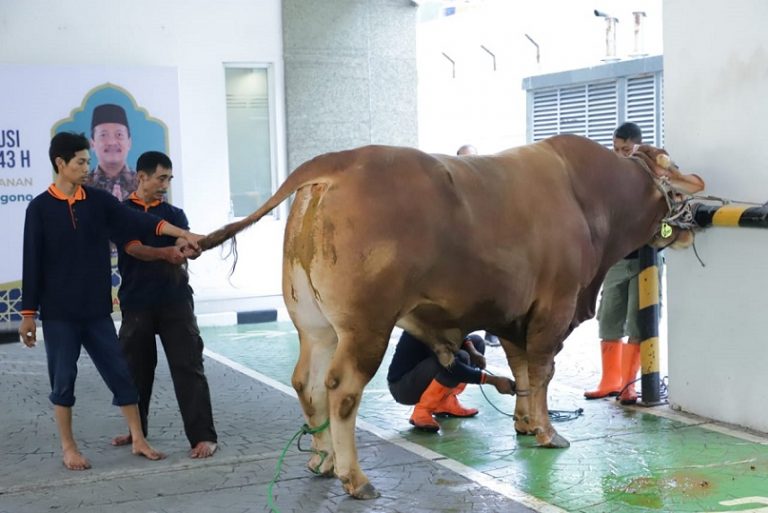 Menteri Trenggono kurban sapi.