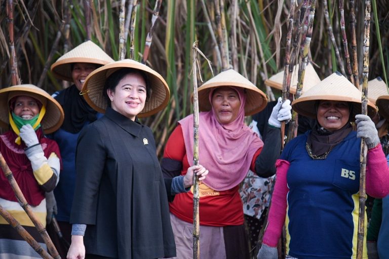 Puan panen tebu