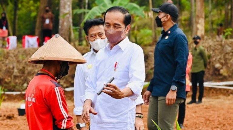 Presiden dan kelapa genjah
