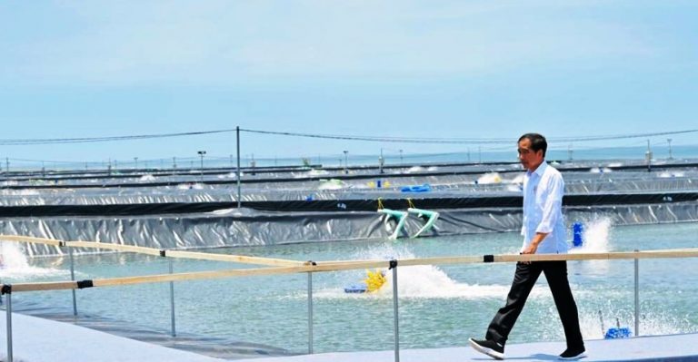 Presiden: Tambak Budidaya Udang di Kebumen Bisa Dicontoh Daerah Lain
