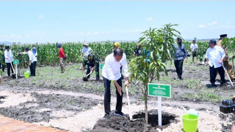 Presiden Tanam Pohon Mangga bersama Petani di Kesongo, Blora