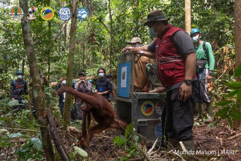 Pascarehabilitasi, 6 Orangutan Dilepasliarkan Kembali ke Alam