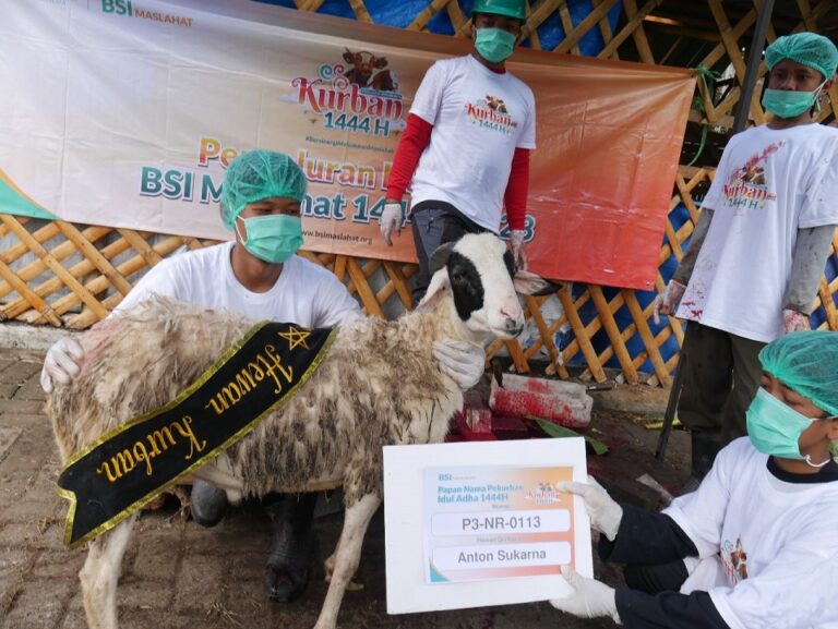 BSI Maslahat Salurkan 1050 Domba Kambing dan 170 Sapi ke Seluruh Indonesia