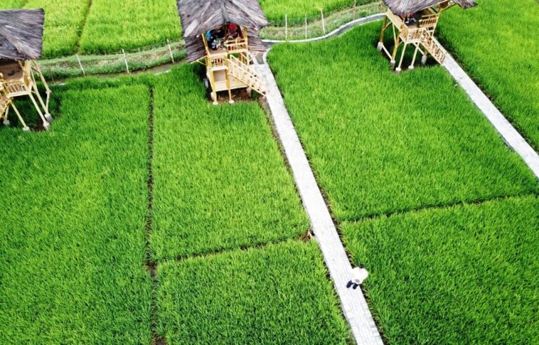 Senator Kalteng Minta Food Estate Dilanjutkan dengan Evaluasi Menyeluruh