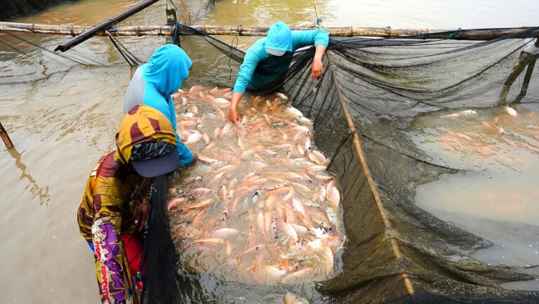 Ikan Nila, Pilihan Makanan Bergizi dengan Kandungan Protein Tinggi