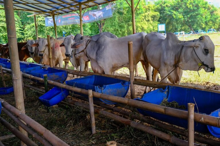 Wilmar Distribusikan 1.012 Hewan Kurban kepada Masyarakat