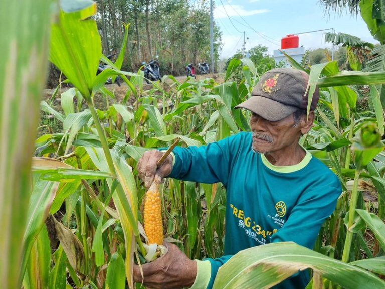 Sumarno, Petani Jagung Binaan BSI Maslahat Berhasil Berdayakan Masyarakat