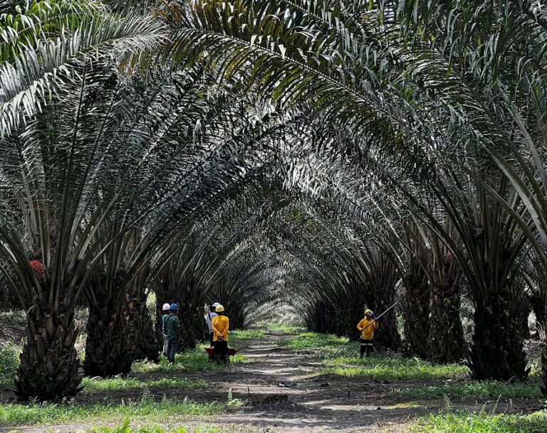 Gandeng BRIN, Astra Agro Kembangkan Kultur Jaringan Ciptakan Klon Unggul Sawit
