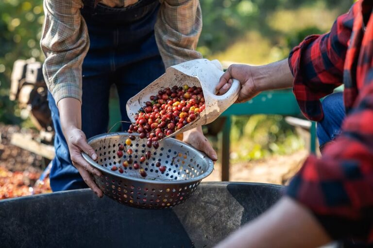 KOLTIVA Validasi Lebih dari 25.000 Petani Kopi di Amerika Selatan Secara Digital