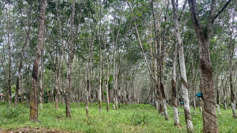 Baru 12 % Perusahaan Hilir Gunakan Sistem Ketertelusuran, KOLTIVA Dorong Segregasi Inklusif Agar Petani Tidak Tersisih