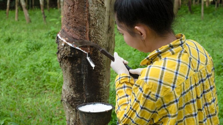 KOLTIVA dan GT Rubber Thailand Pastikan Rantai Pasok Karet Bebas Deforestasi