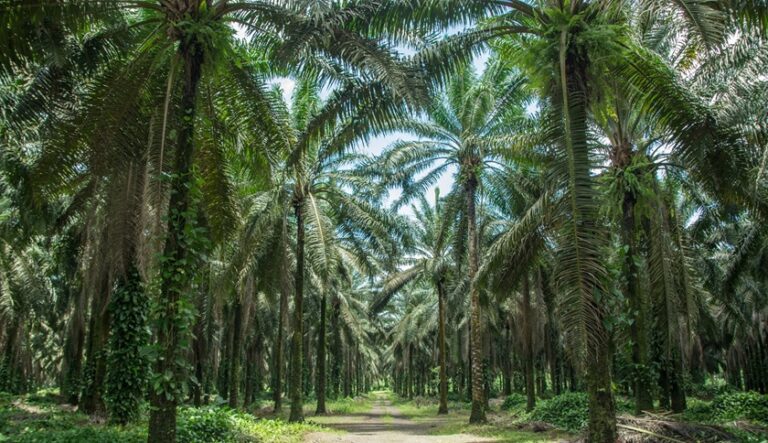 40% Petani Sawit Indonesia Hadapi Tantangan Ketertelusuran dan Sertifikasi di Tengah Kewajiban Kepatuhan EUDR