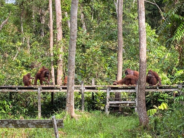 Petualangan Seru Bertandang ke Orangutan di Hutan Borneo