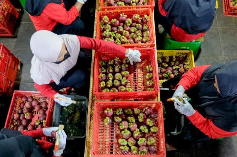 Berkat Java Fresh dan DBS Foundation, Jerih Payah Petani Buah Indonesia Kini Jangkau 25 Negara